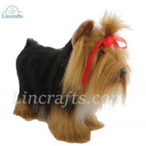 Toy Dog (Yorkshire Terrier)